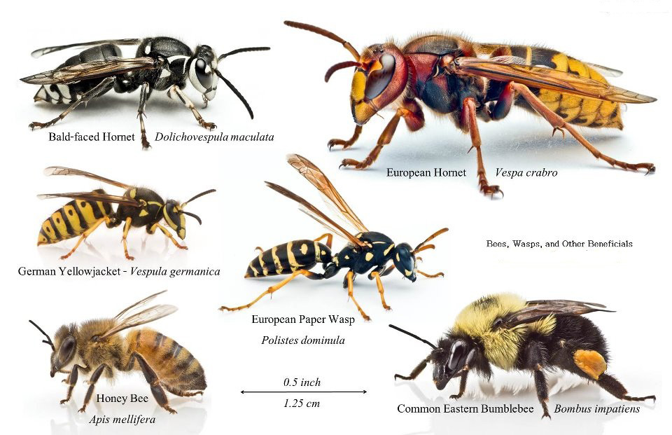 Bees vs Wasp vs Hornet: Identifying the Key Differences