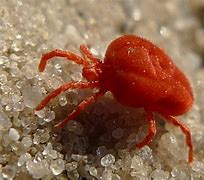 Tiny Red Bugs: Understanding the Threat and Solutions